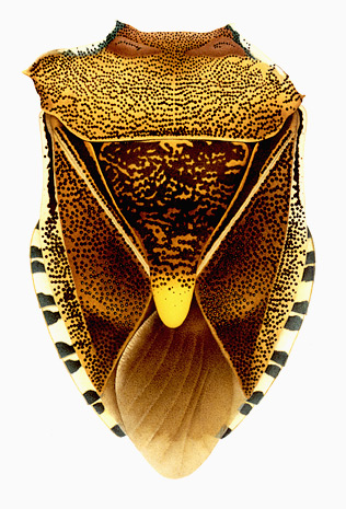 Illustration for article titled The Mutant Art of Radioactive Insects